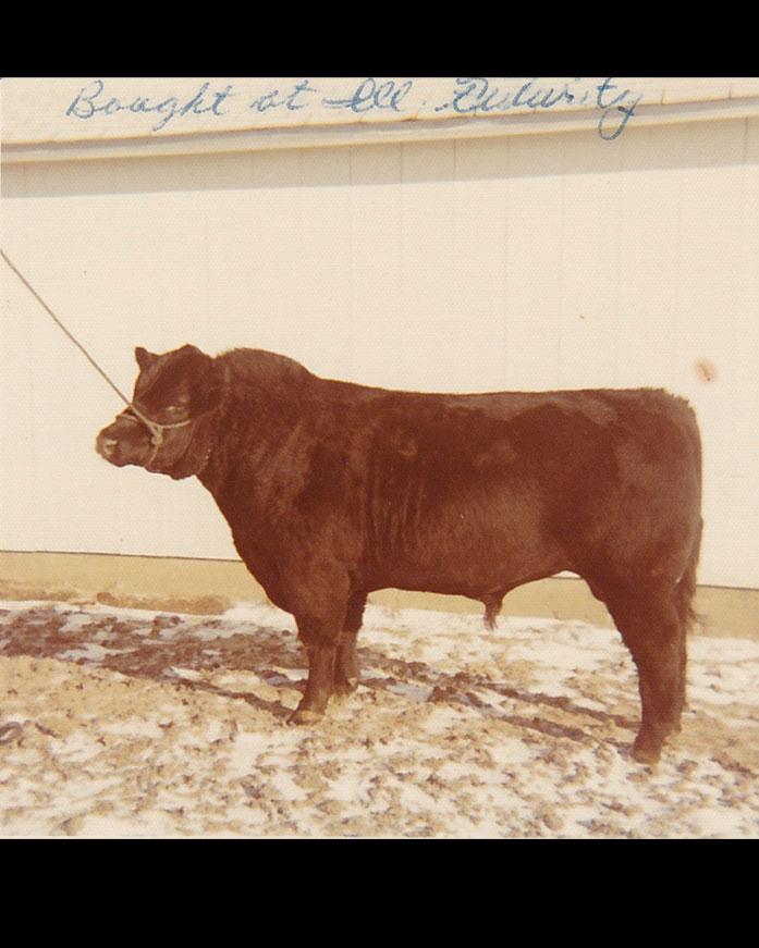 Barrier Breaker bull purchased IL Futurity $2650 in 1972