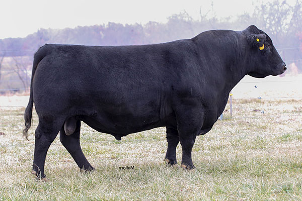 Sires | Panther Creek Ranch